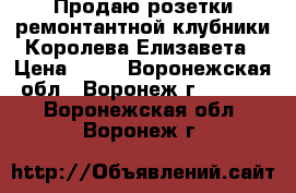 Продаю розетки ремонтантной клубники Королева Елизавета › Цена ­ 25 - Воронежская обл., Воронеж г.  »    . Воронежская обл.,Воронеж г.